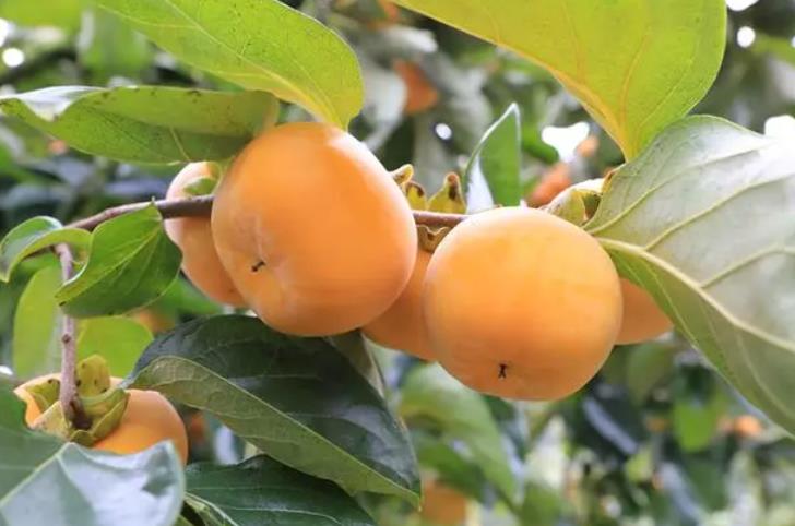 Persimmon Persimmon