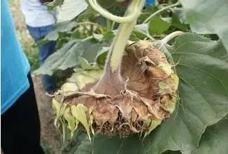 Sunflower Sclerotinia Sunflower Sclerotinia