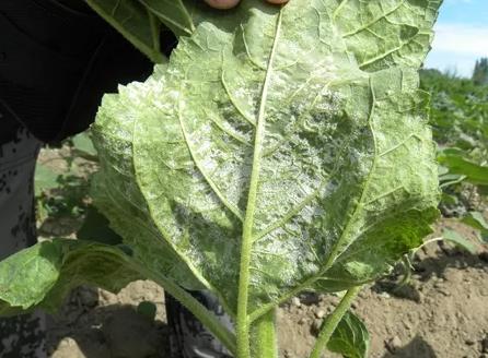 Sunflower downy mildew Sunflower downy mildew