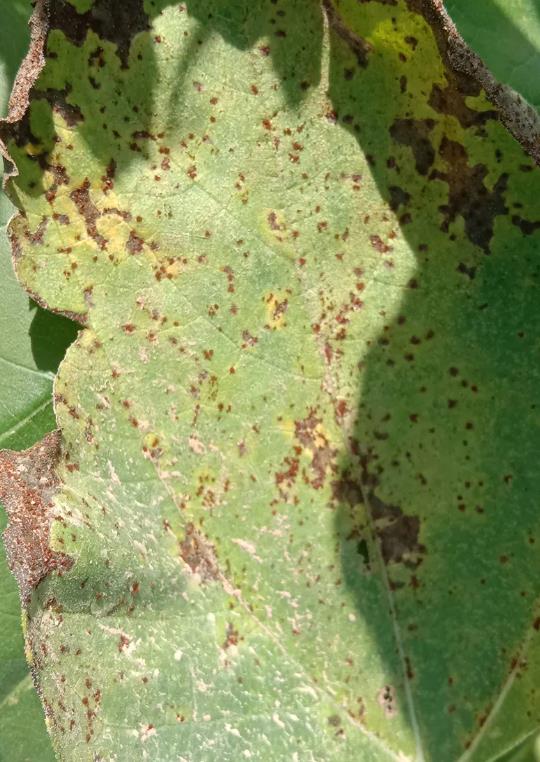 Sunflower rust Sunflower rust