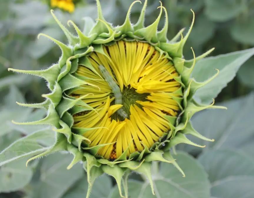 Sunflower Borer Sunflower Borer