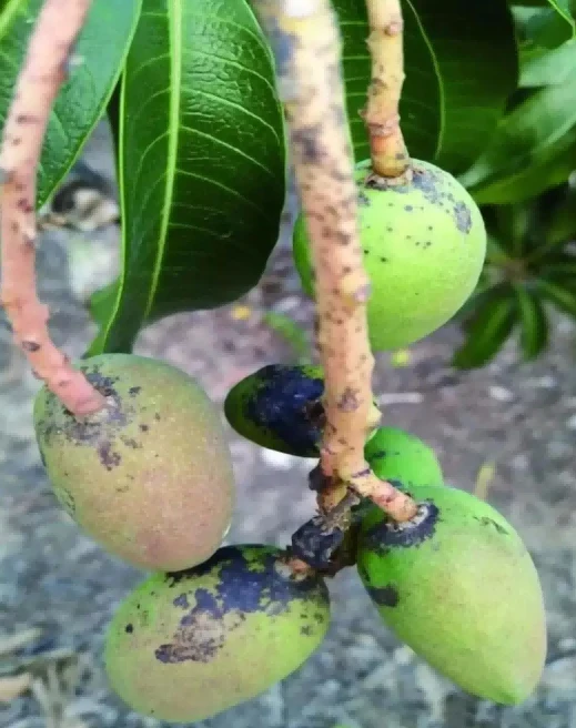 mango anthracnose mango anthracnose