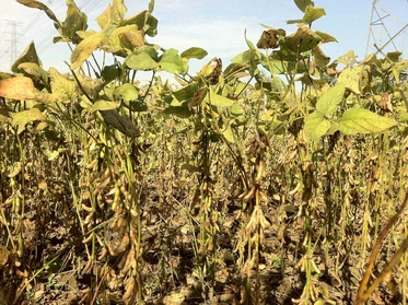 soybean soybean