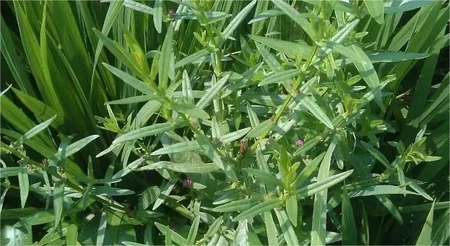 info-623-341 info-623-341